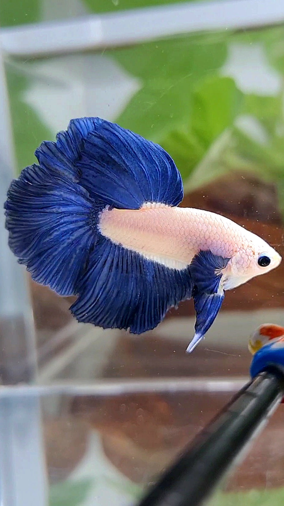 HALFMOON ROSETAIL BLUE RIM BICOLOR BETTA FISH