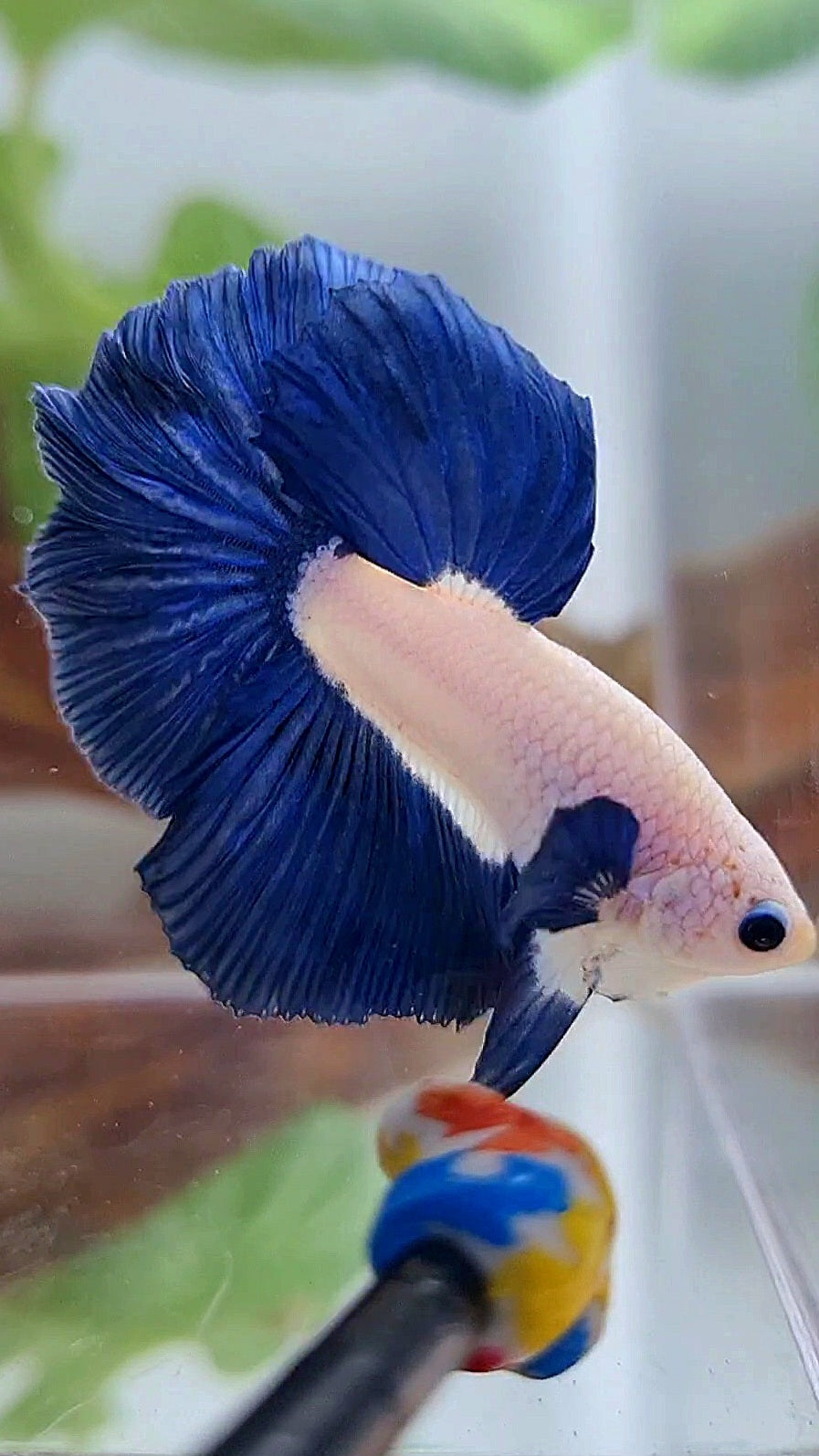 HALFMOON ROSETAIL BLUE RIM BICOLOR BETTA FISH