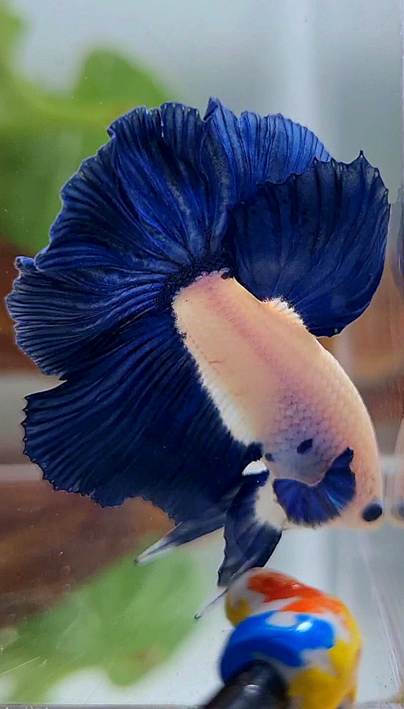 HALFMOON ROSETAIL BLUE RIM BICOLOR BETTA FISH