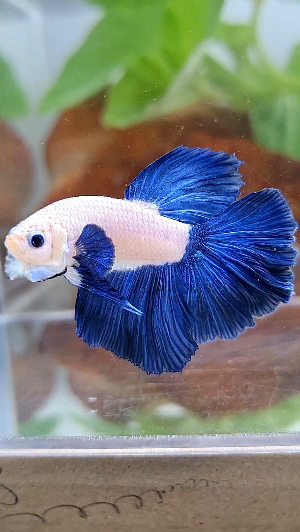 HALFMOON ROSETAIL BLUE RIM BICOLOR BETTA FISH