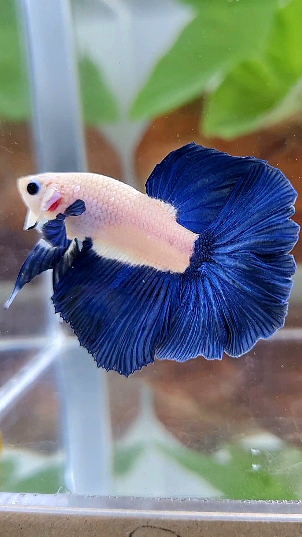 HALFMOON ROSETAIL BLUE RIM BICOLOR BETTA FISH