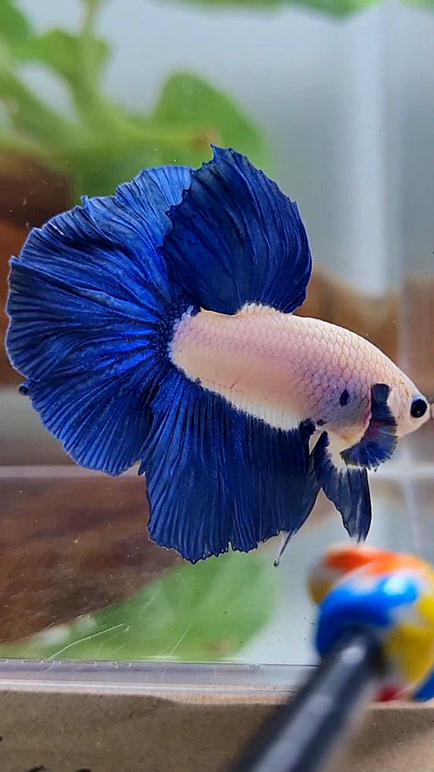 HALFMOON ROSETAIL BLUE RIM BICOLOR BETTA FISH