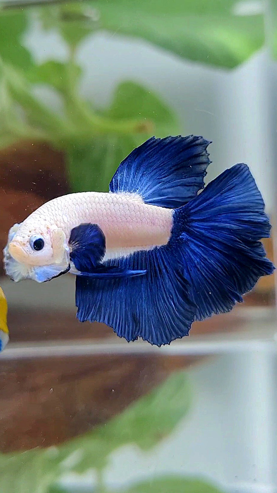 HALFMOON ROSETAIL BLUE RIM BICOLOR BETTA FISH