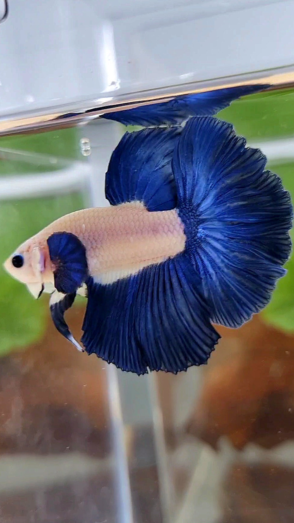 HALFMOON ROSETAIL BLUE RIM BICOLOR BETTA FISH