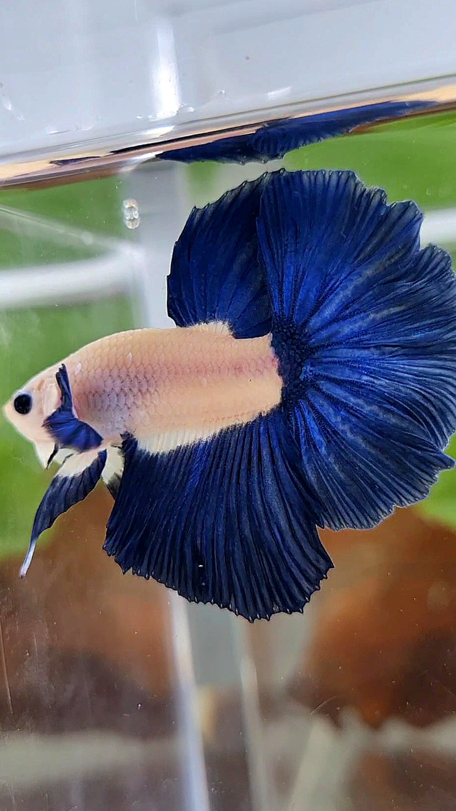 HALFMOON ROSETAIL BLUE RIM BICOLOR BETTA FISH