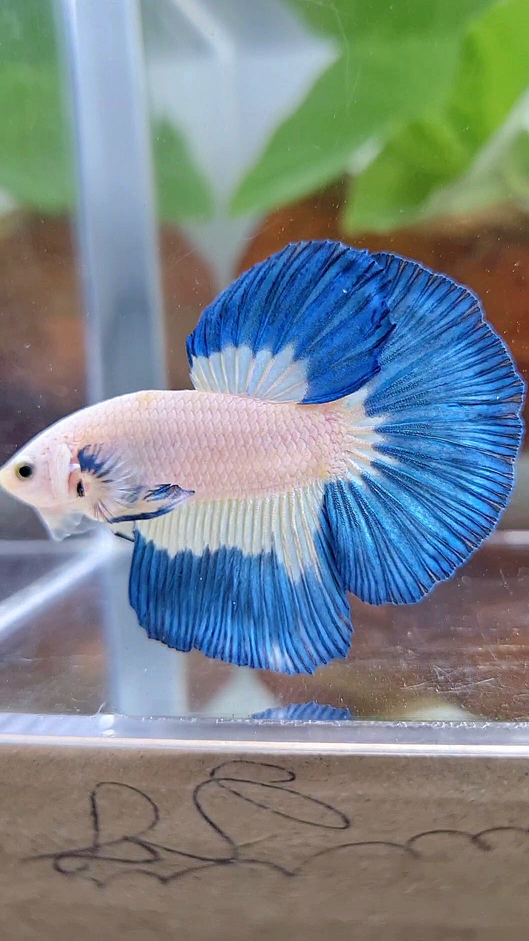LUXURY HALFMOON BLUE RIM PATTERN BETTA FISH