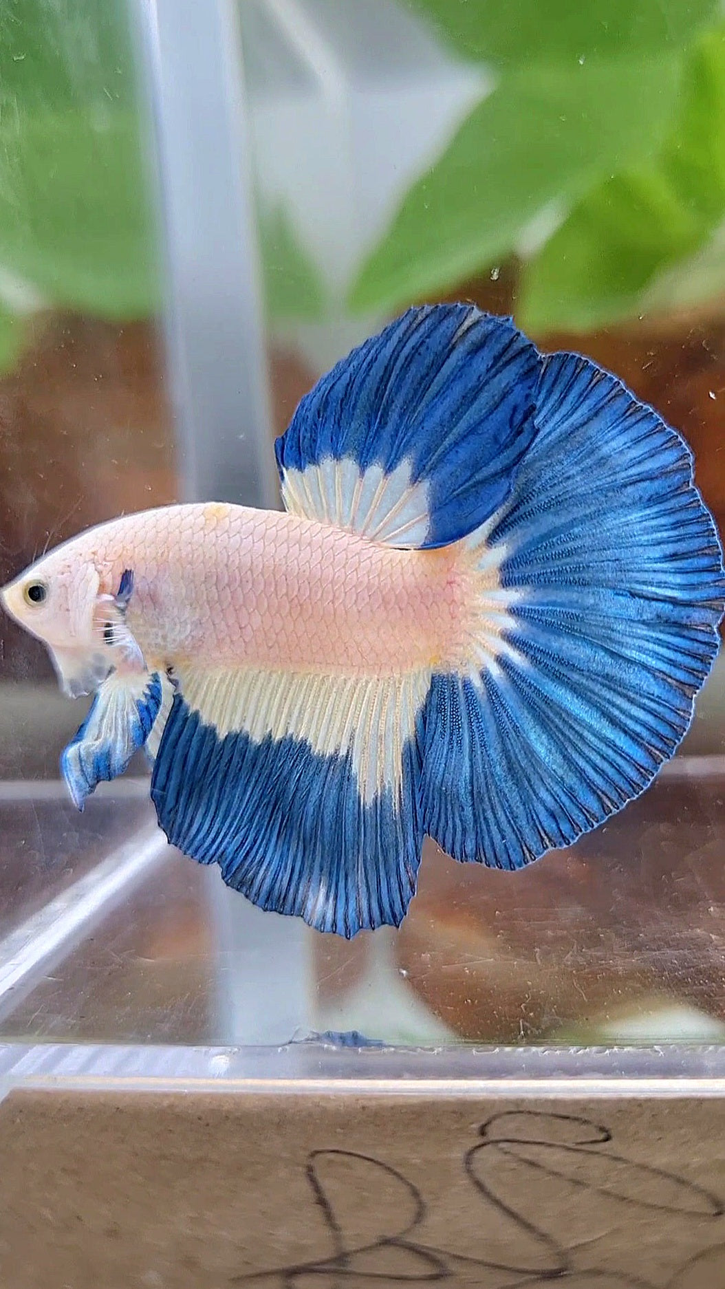 LUXURY HALFMOON BLUE RIM PATTERN BETTA FISH