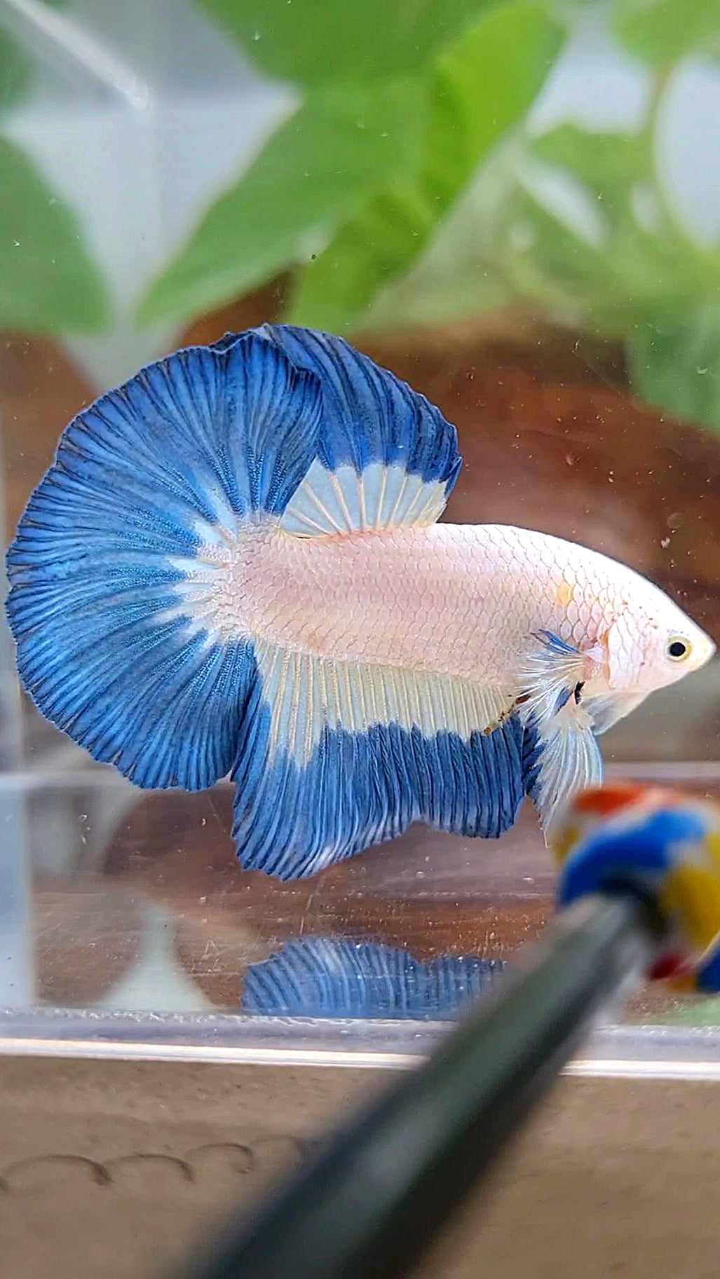 LUXURY HALFMOON BLUE RIM PATTERN BETTA FISH