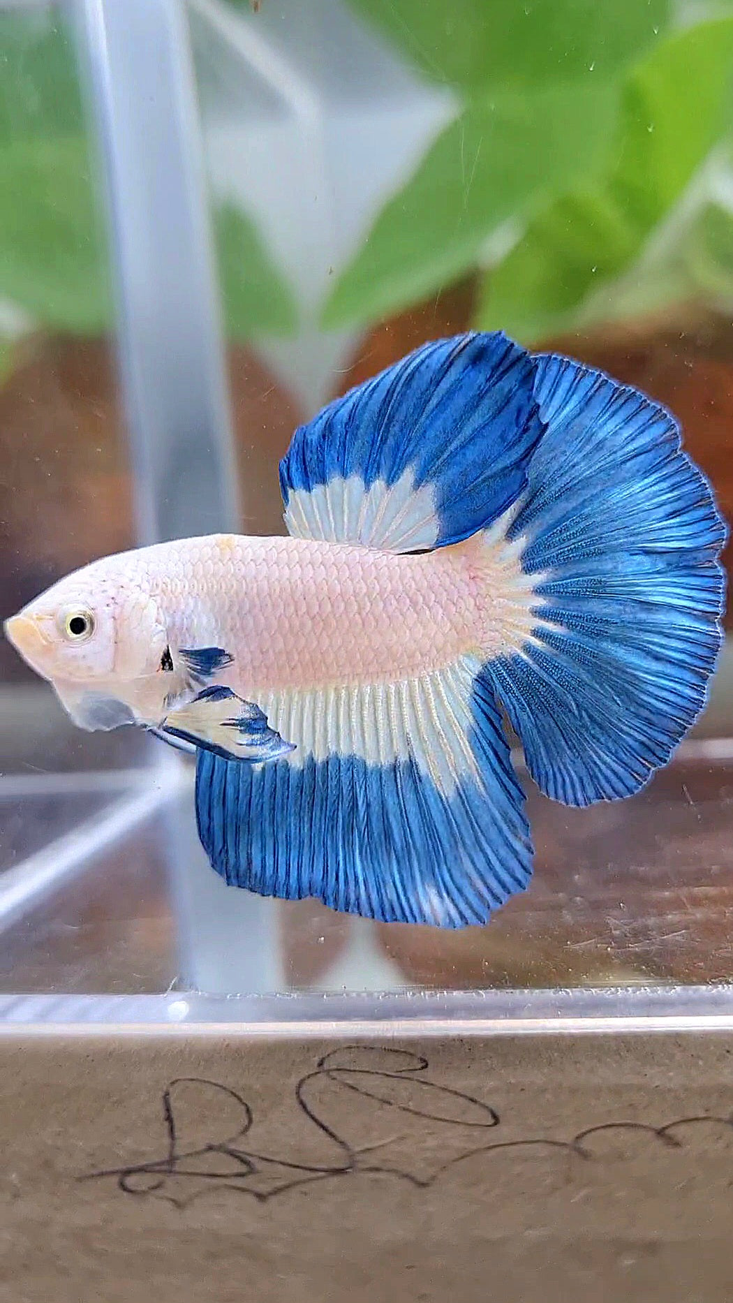 LUXURY HALFMOON BLUE RIM PATTERN BETTA FISH