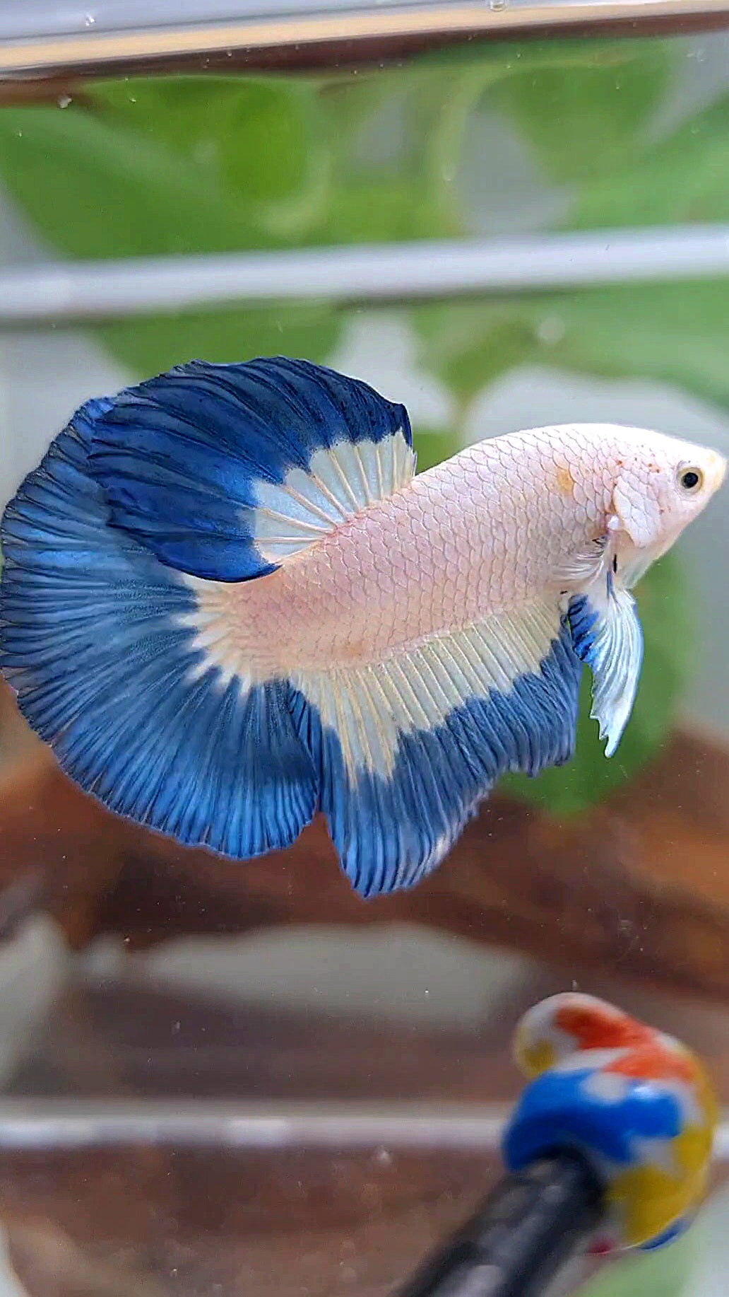 LUXURY HALFMOON BLUE RIM PATTERN BETTA FISH