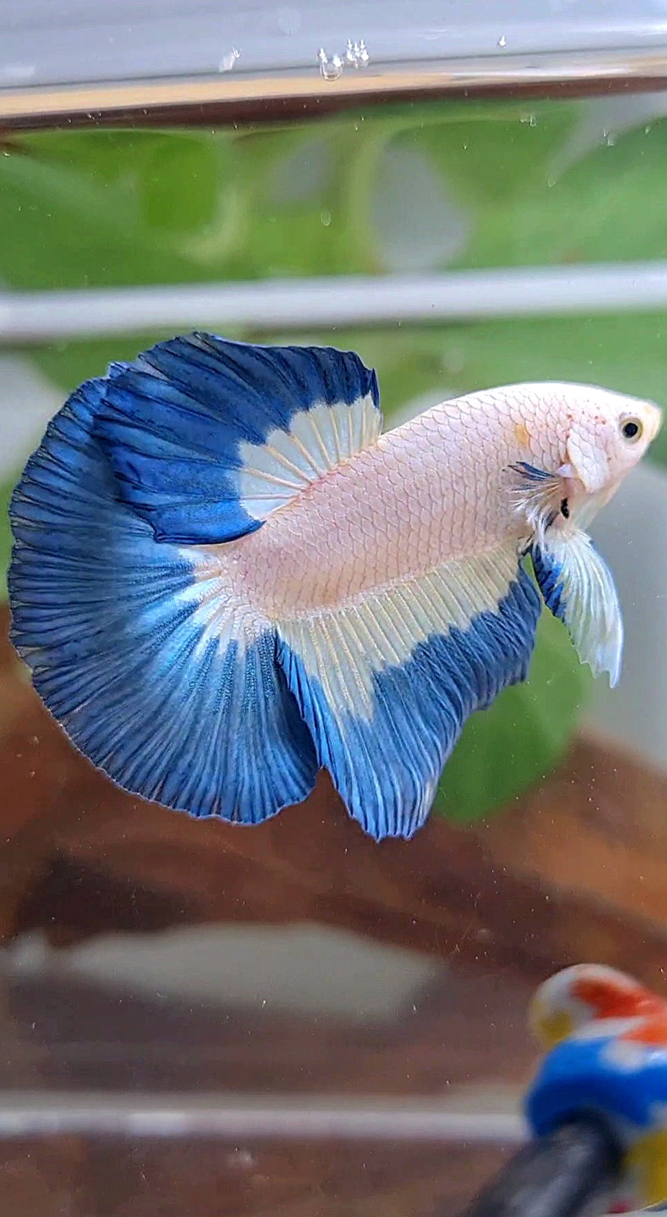LUXURY HALFMOON BLUE RIM PATTERN BETTA FISH