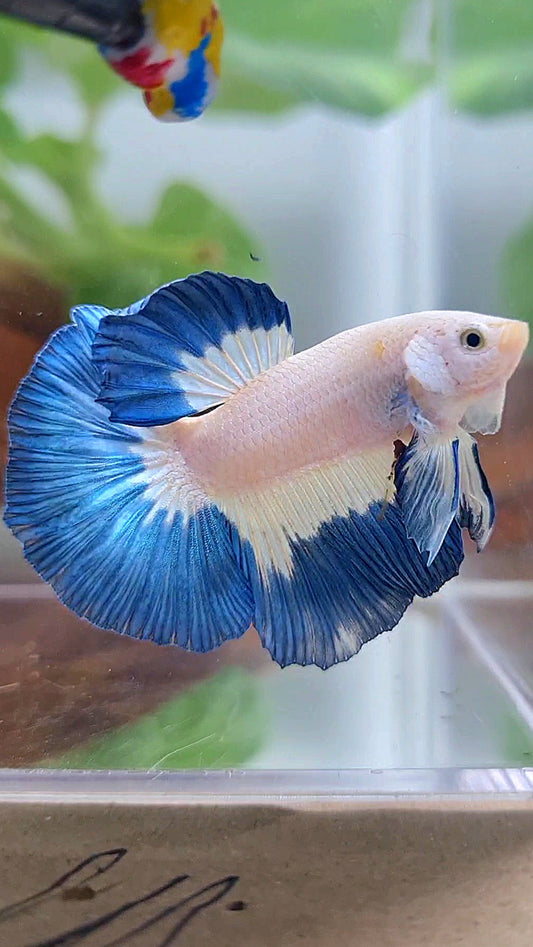 LUXURY HALFMOON BLUE RIM PATTERN BETTA FISH