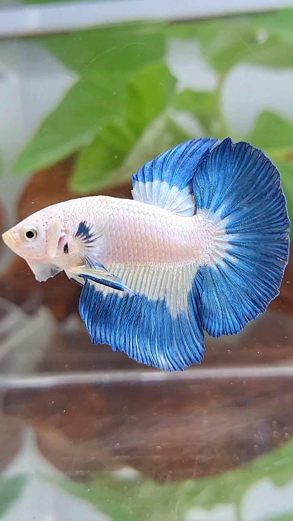 LUXURY HALFMOON BLUE RIM PATTERN BETTA FISH