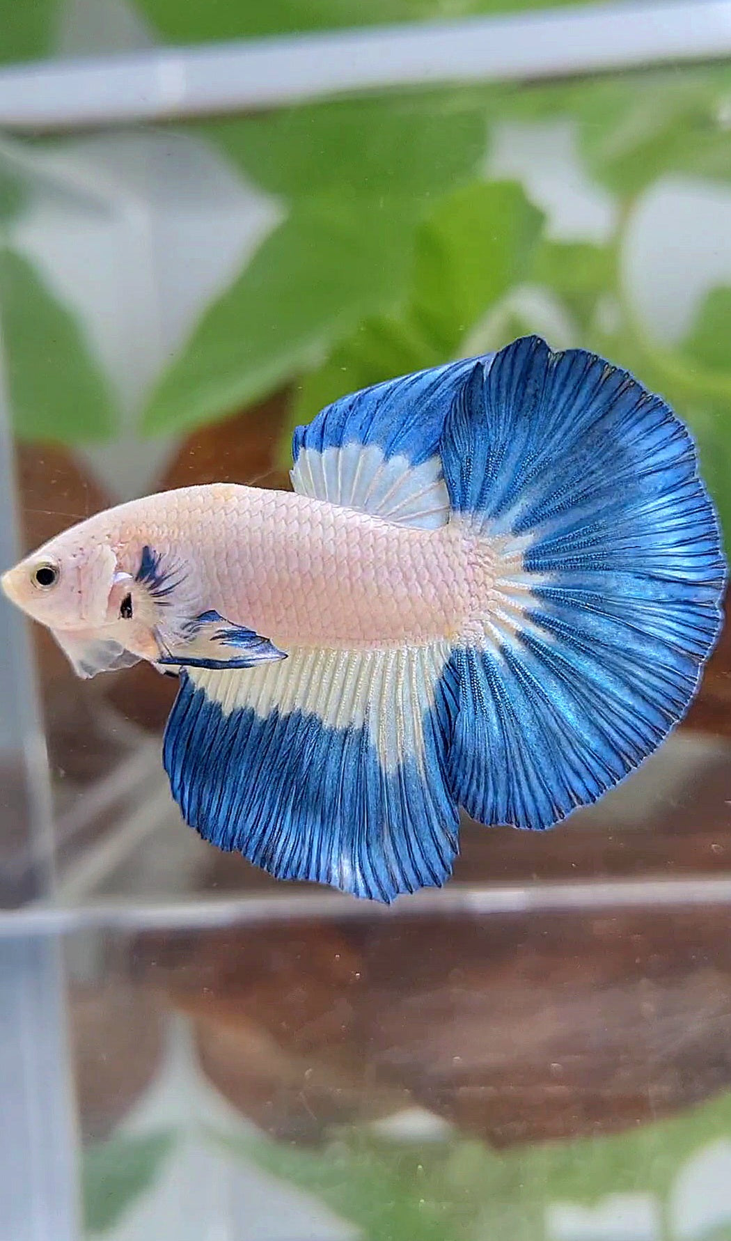 LUXURY HALFMOON BLUE RIM PATTERN BETTA FISH