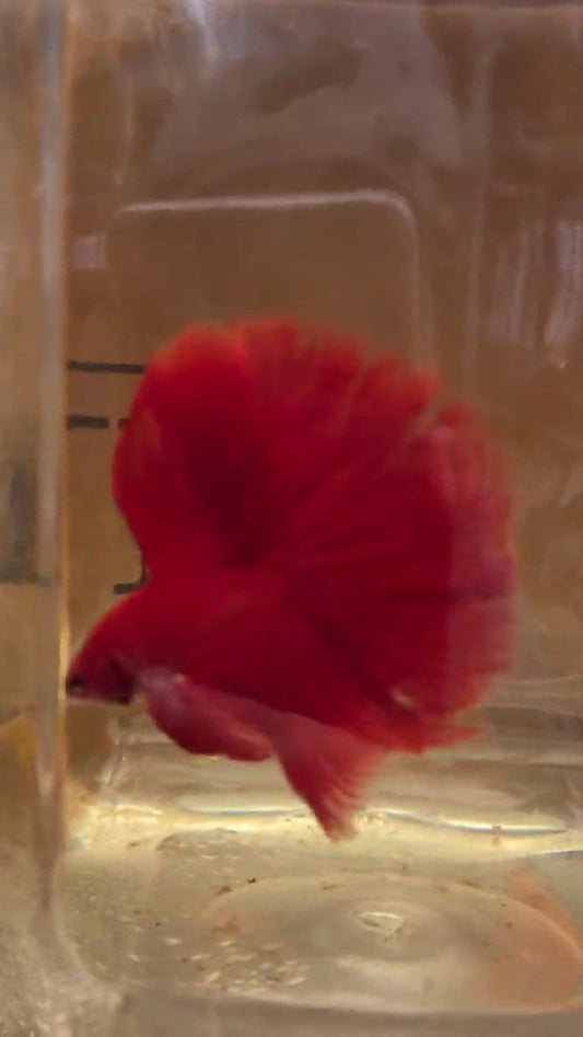 HALFMOON OVER ROSETAIL SUPER RED BETTA FISH