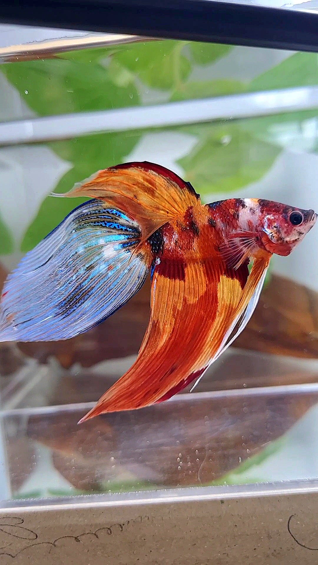 XL VEILTAIL NEMO TIGER CLASSIC MULTICOLOR BETTA FISH