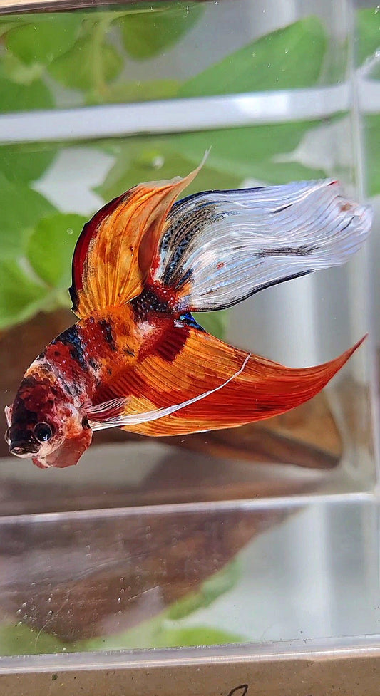 XL VEILTAIL NEMO TIGER CLASSIC MULTICOLOR BETTA FISH