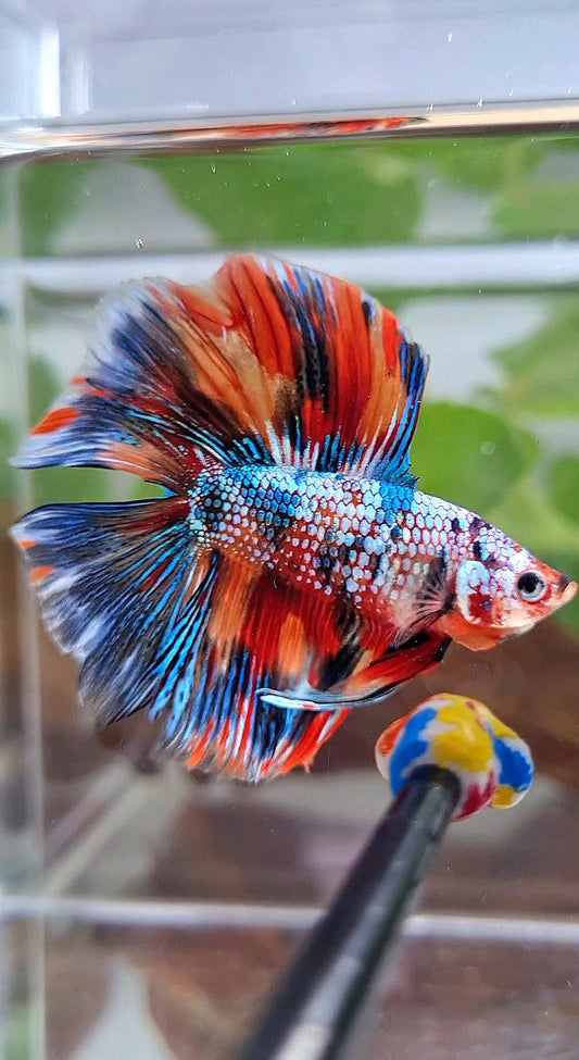 HALFMOON DOUBLE TAIL METTALIC SUPER MULTICOLOR BETTA FISH