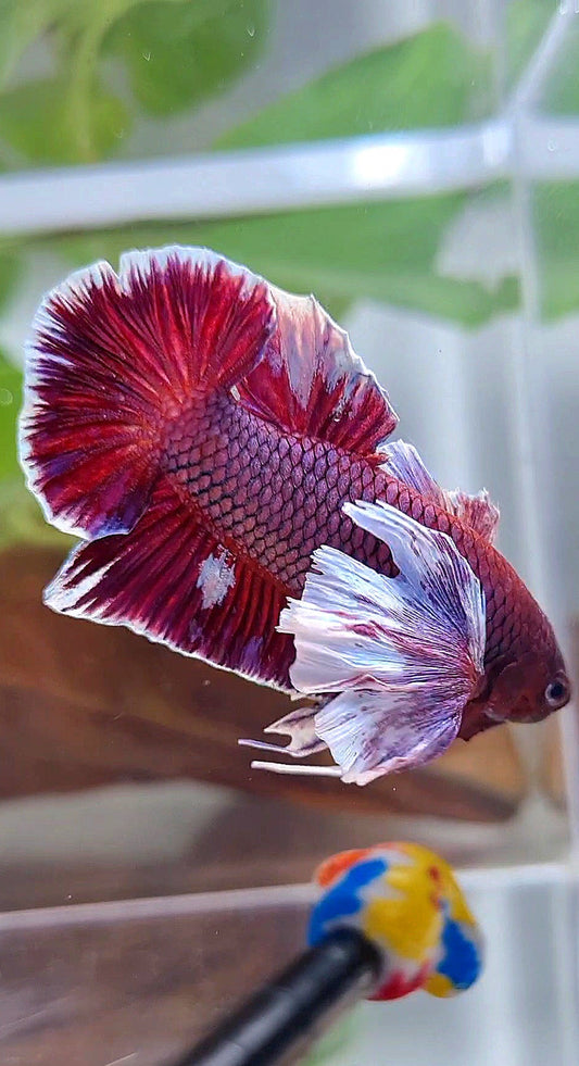 PLAKAT SUPER DUMBO COLORED EAR PURPLE BETTA FISH