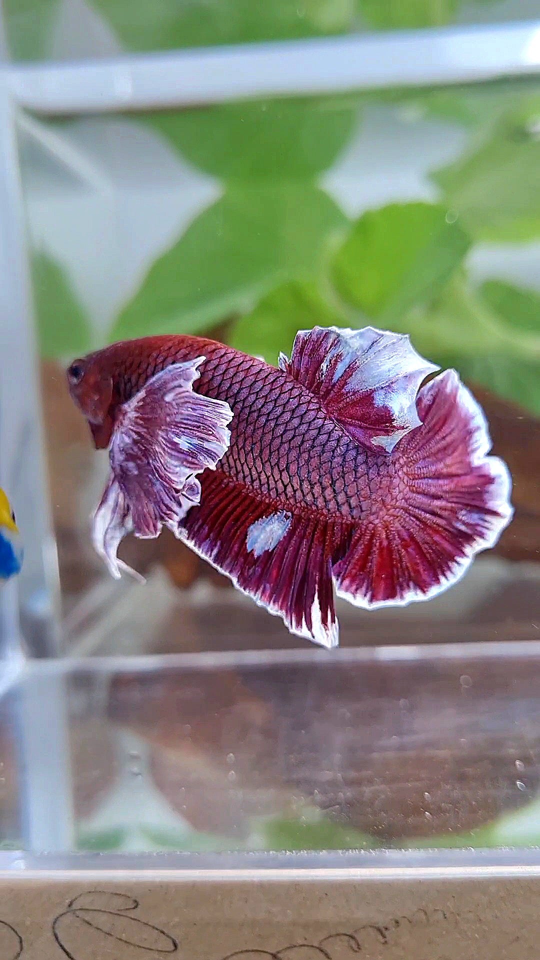 PLAKAT SUPER DUMBO COLORED EAR PURPLE BETTA FISH