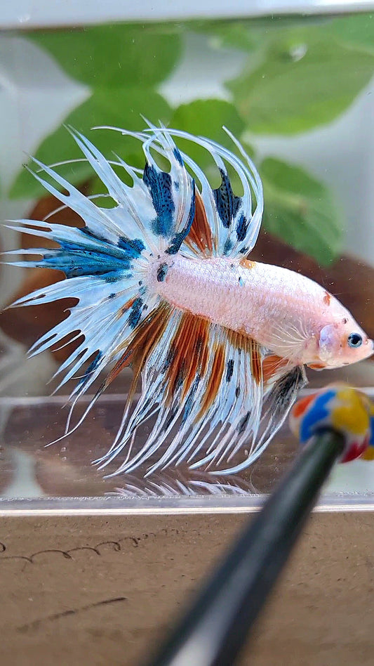 CROWNTAIL WHITE CANDY MULTICOLOR BETTA FISH