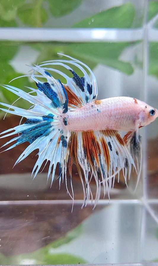 CROWNTAIL WHITE CANDY MULTICOLOR BETTA FISH
