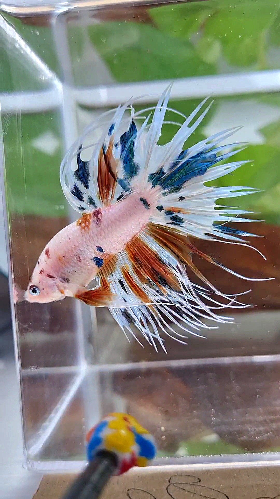 CROWNTAIL WHITE CANDY MULTICOLOR BETTA FISH