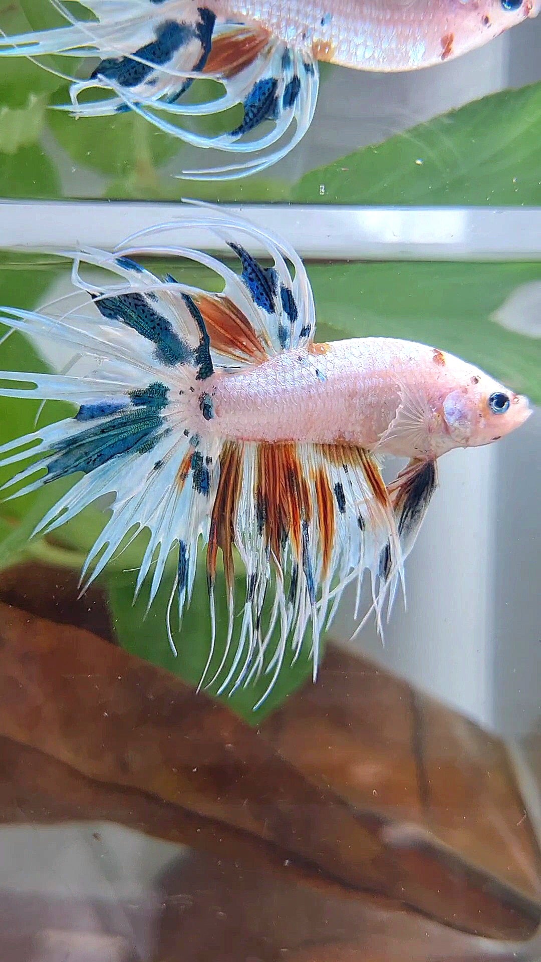 CROWNTAIL WHITE CANDY MULTICOLOR BETTA FISH
