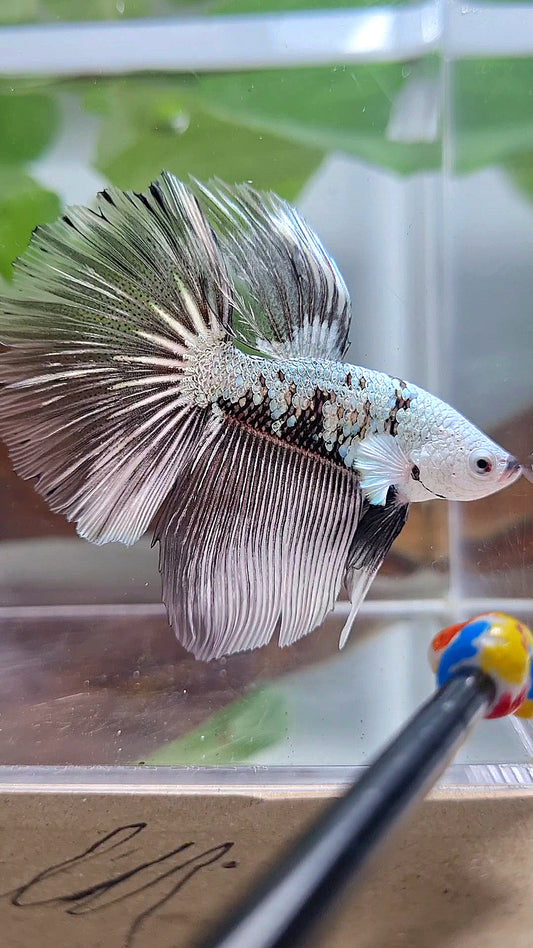 LUXURY HALFMOON ROSETAIL BLACK SAMURAI SNOW MASKING BETTA FISH