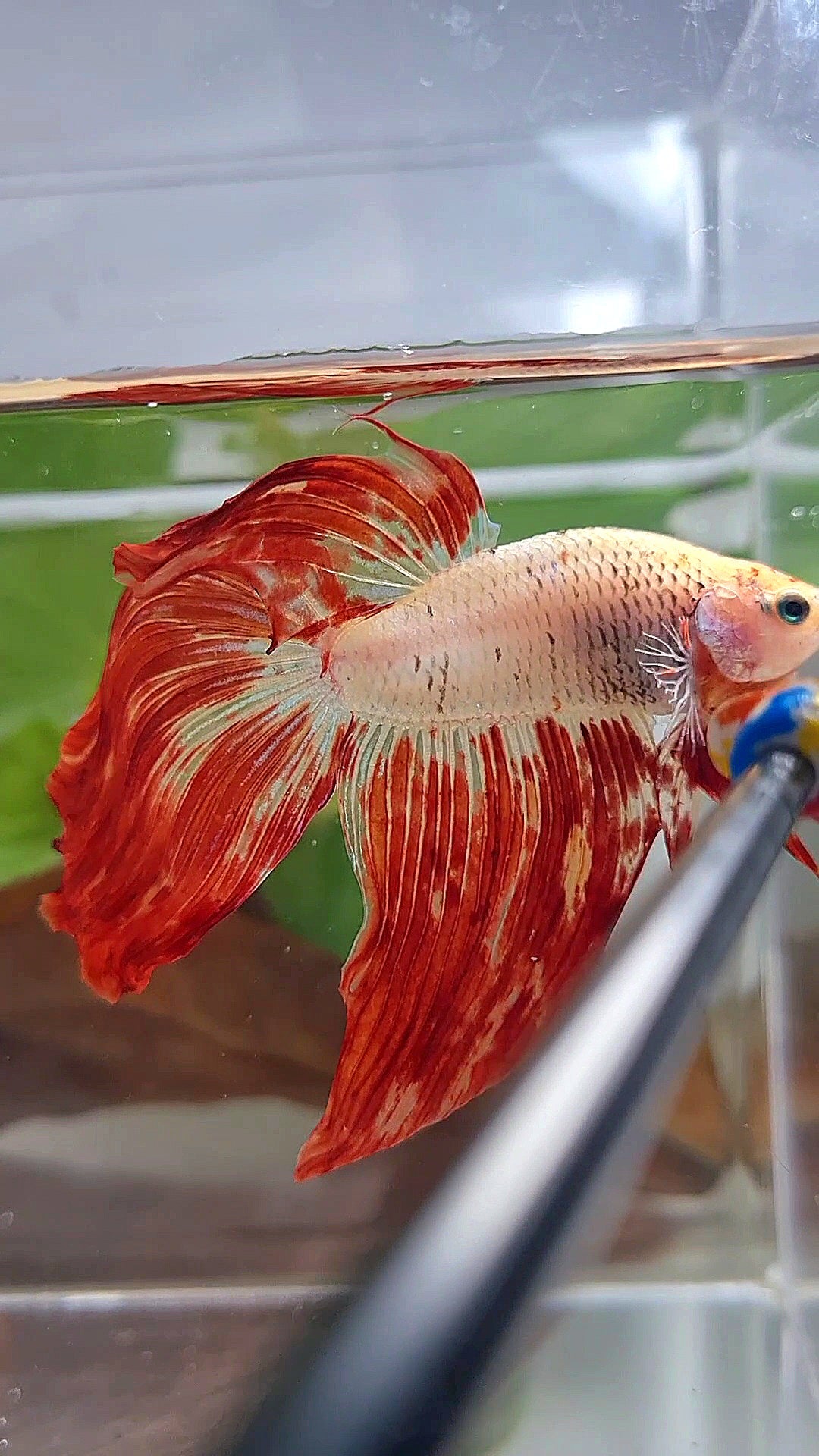 XL VEILTAIL SUPER FIRE ARMAGEDDON BETTA FISH