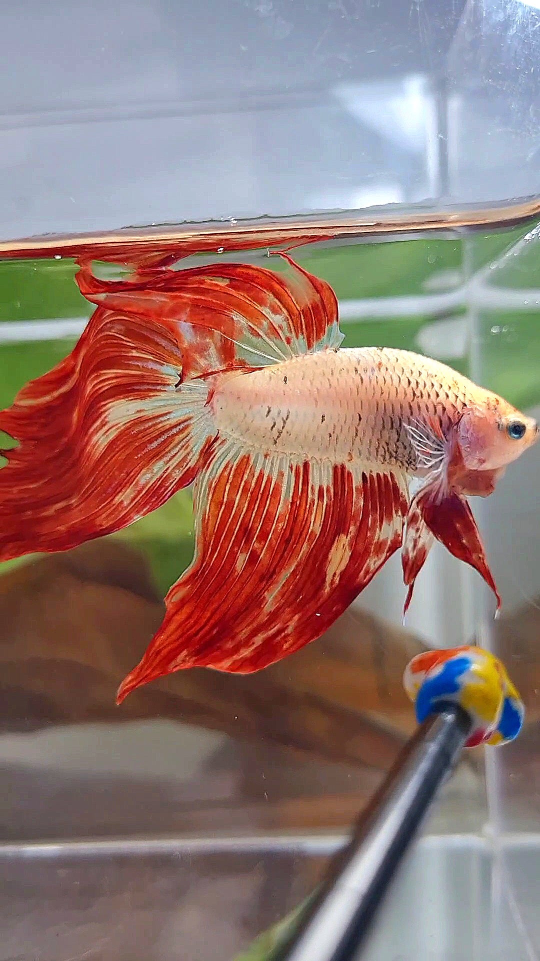 XL VEILTAIL SUPER FIRE ARMAGEDDON BETTA FISH