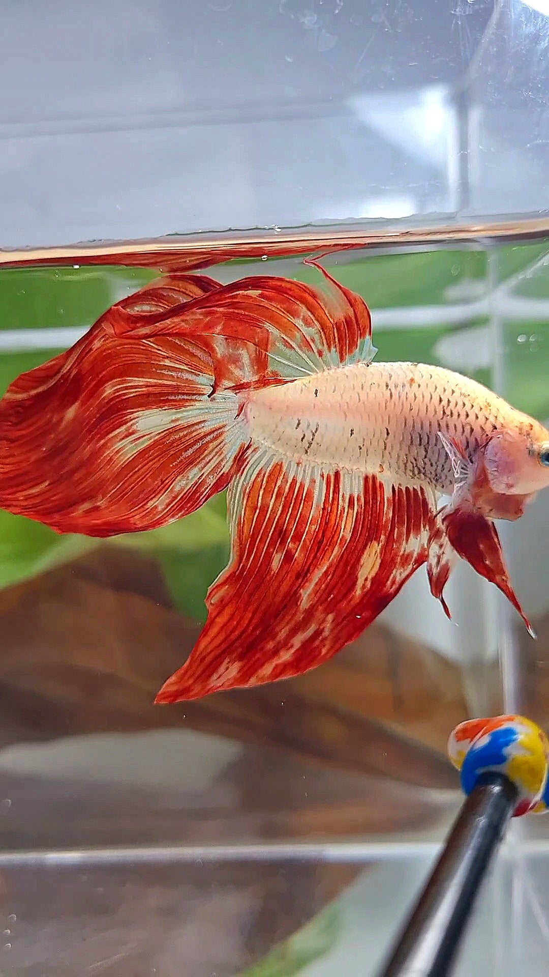 XL VEILTAIL SUPER FIRE ARMAGEDDON BETTA FISH