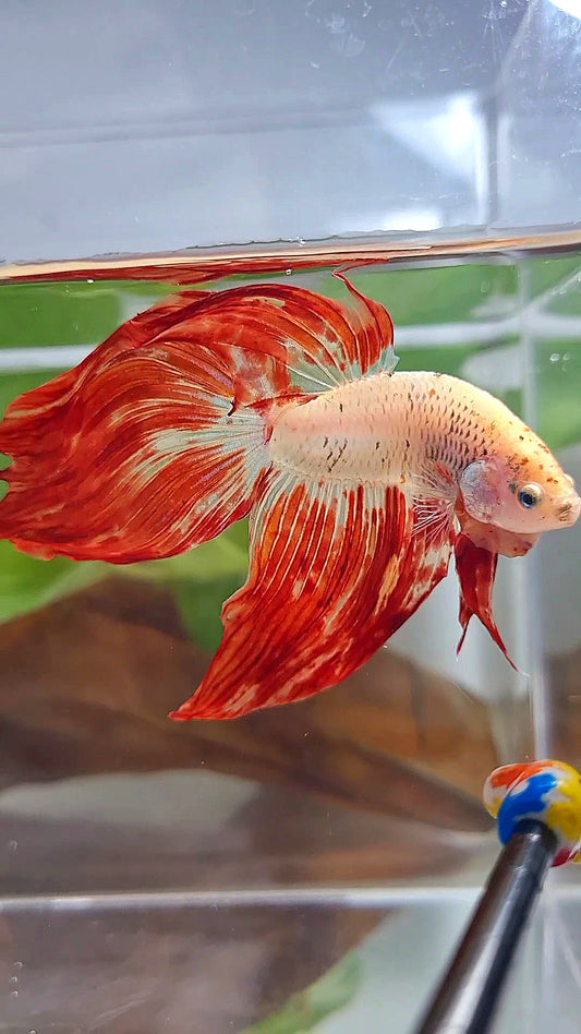 XL VEILTAIL SUPER FIRE ARMAGEDDON BETTA FISH