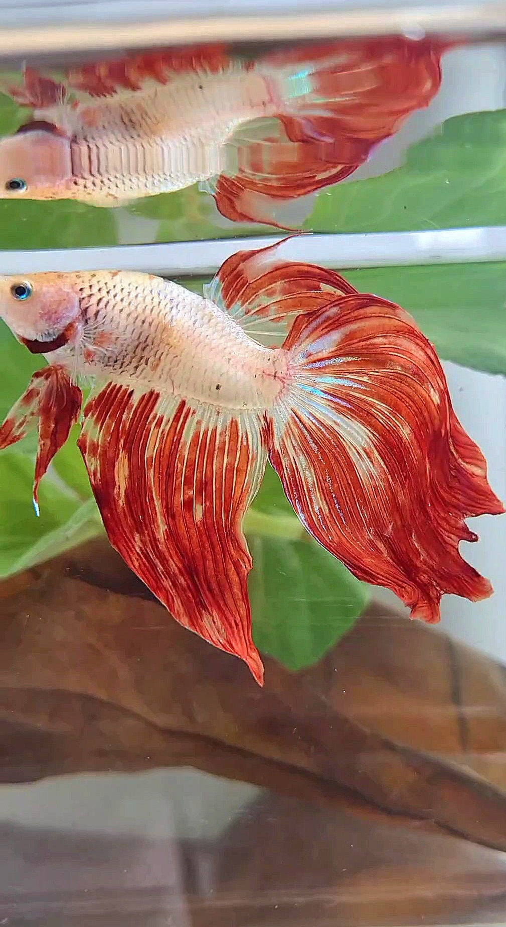 XL VEILTAIL SUPER FIRE ARMAGEDDON BETTA FISH