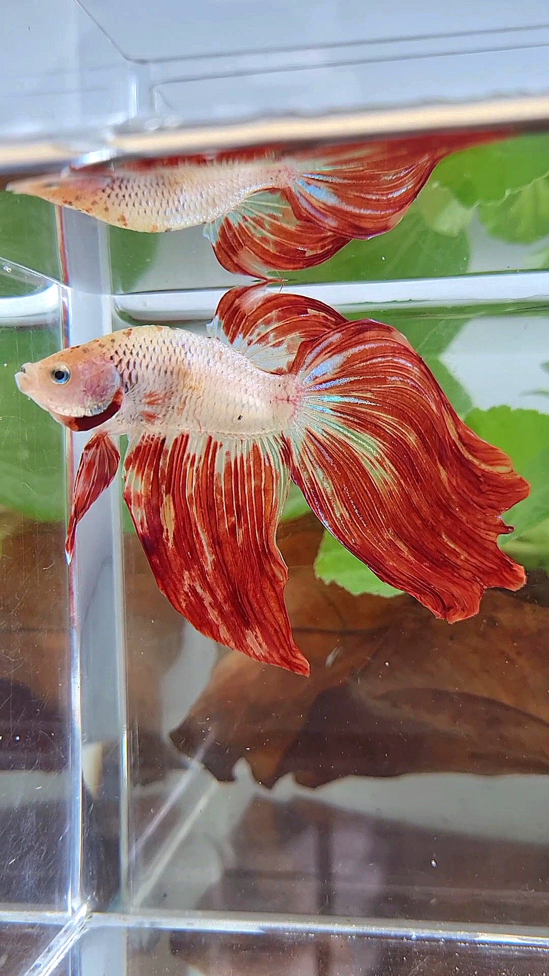 XL VEILTAIL SUPER FIRE ARMAGEDDON BETTA FISH