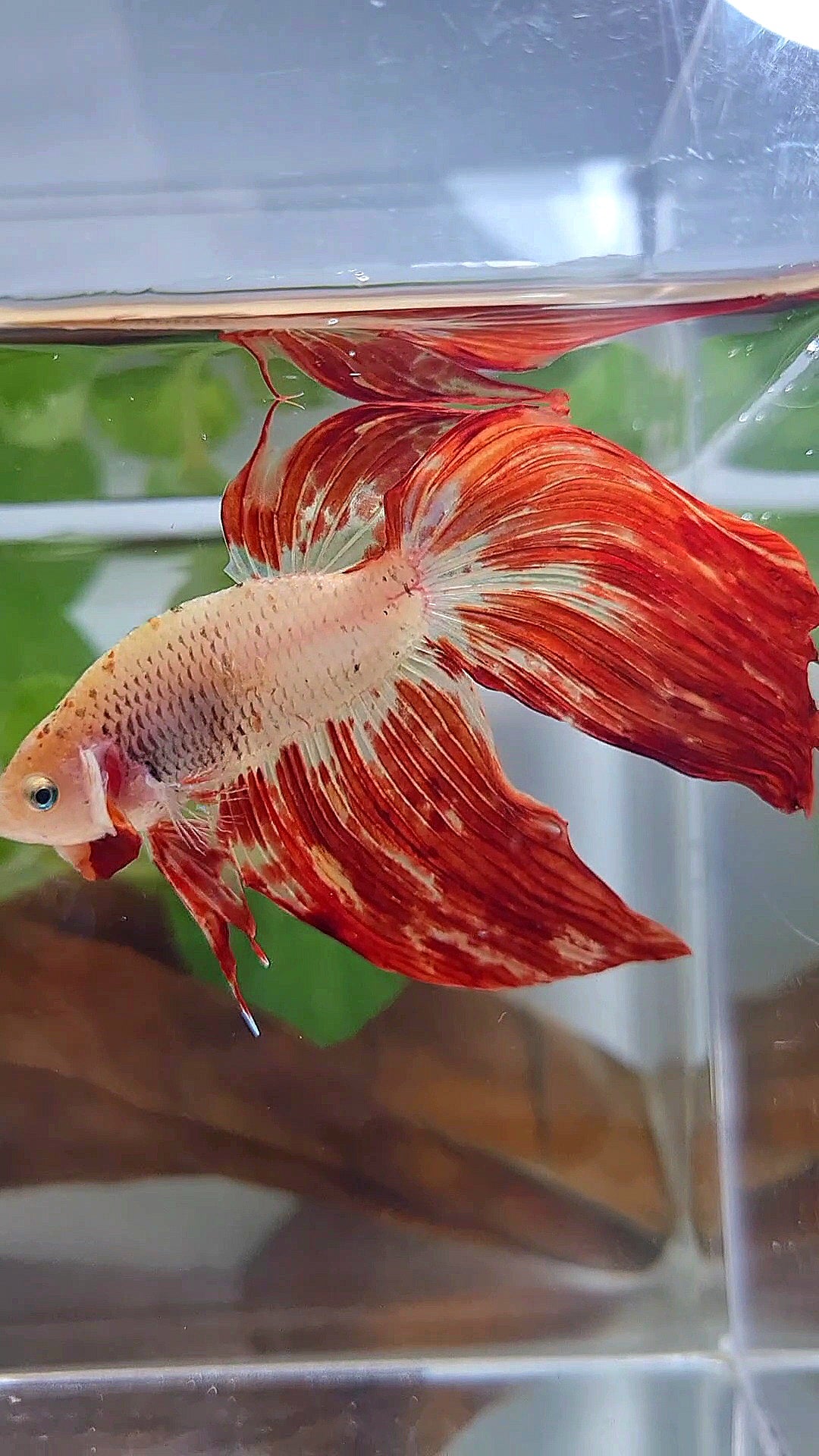 XL VEILTAIL SUPER FIRE ARMAGEDDON BETTA FISH