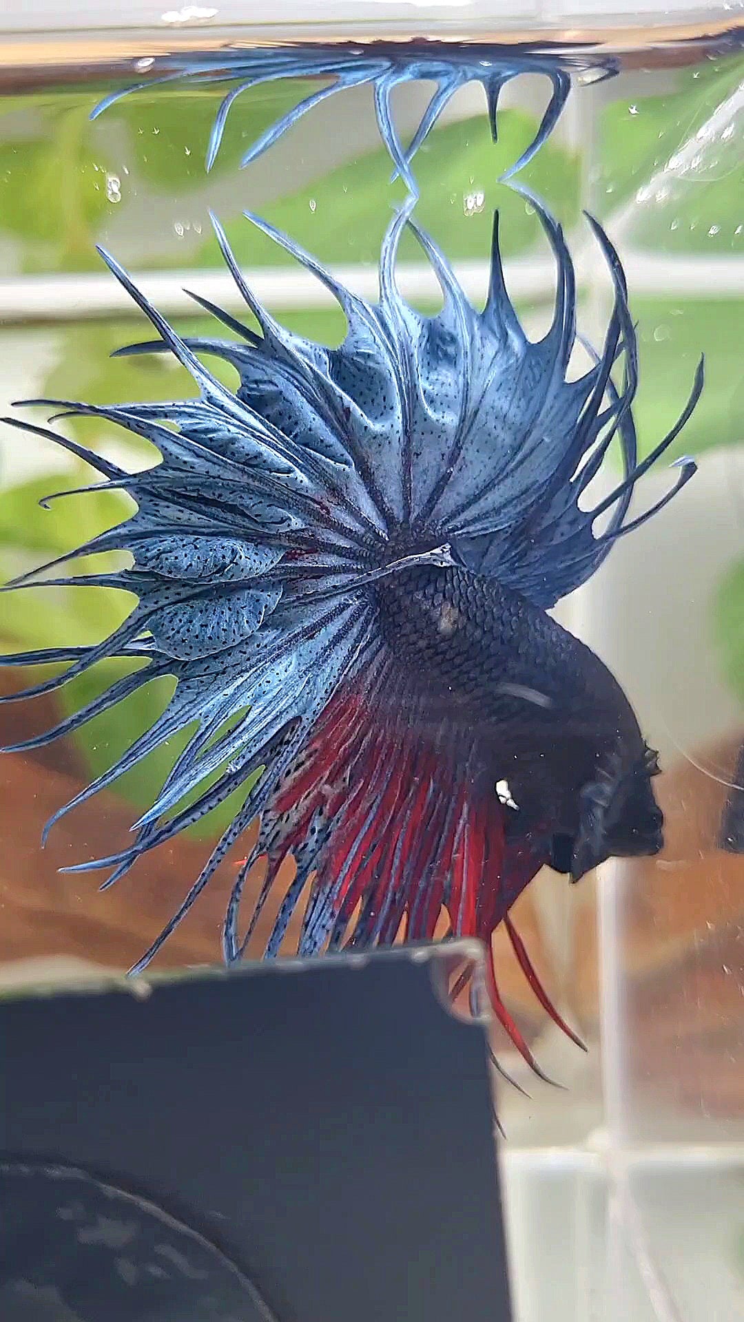 XL KING CROWNTAIL BLUE BETTA FISH
