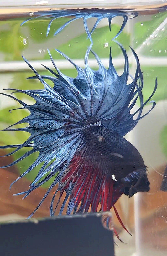 XL KING CROWNTAIL BLUE BETTA FISH