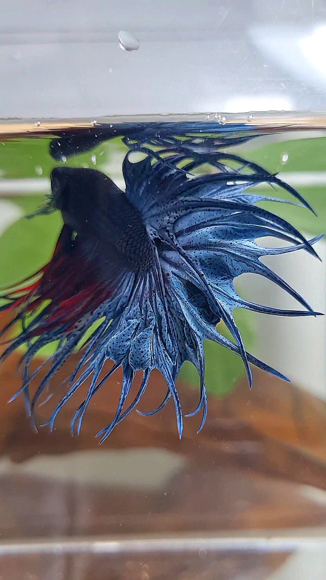 XL KING CROWNTAIL BLUE BETTA FISH