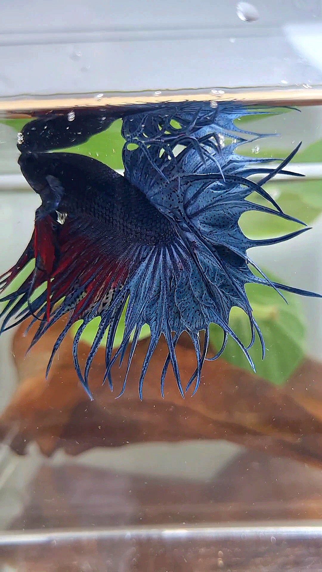 XL KING CROWNTAIL BLUE BETTA FISH