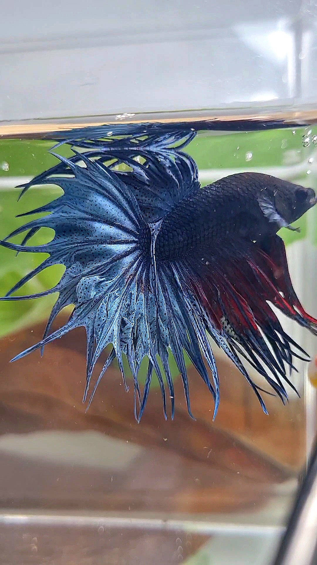 XL KING CROWNTAIL BLUE BETTA FISH