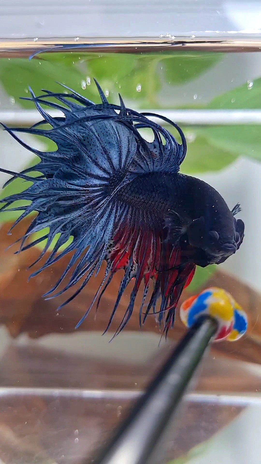 XL KING CROWNTAIL BLUE BETTA FISH