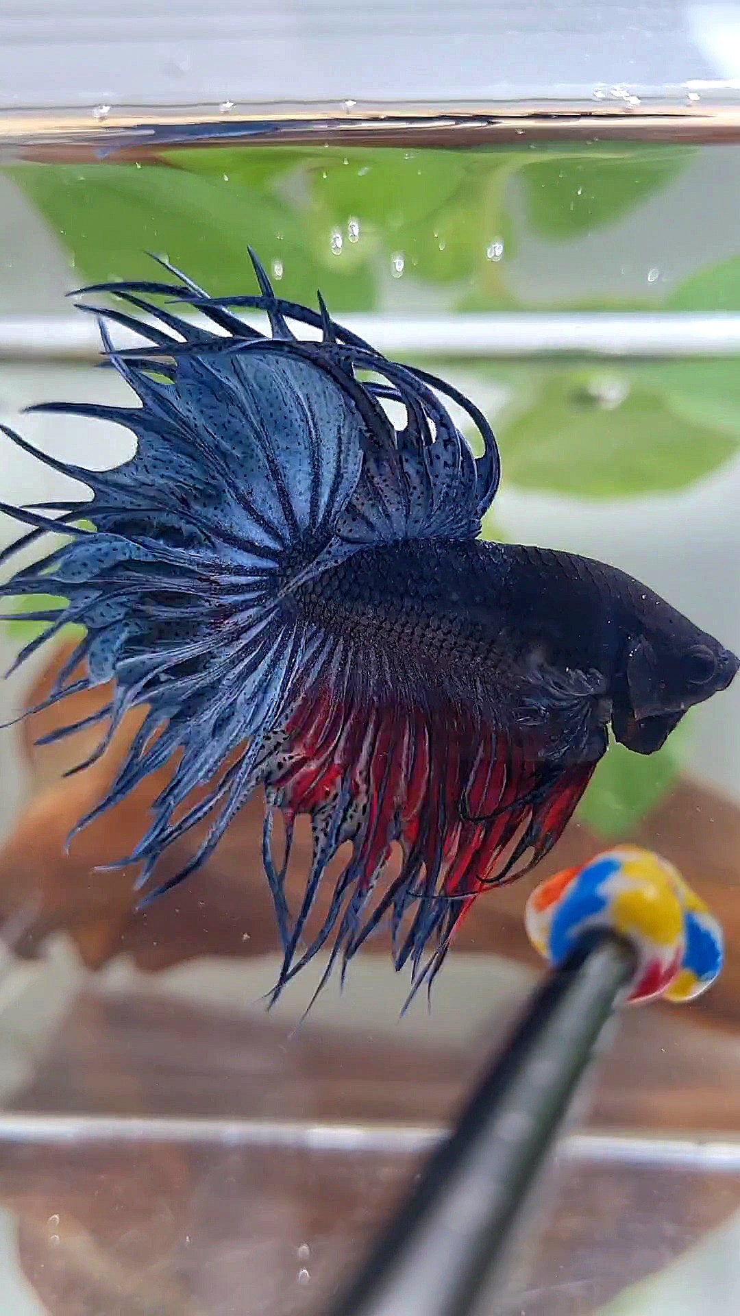 XL KING CROWNTAIL BLUE BETTA FISH