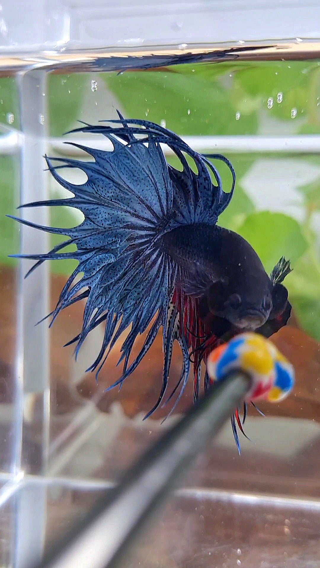 XL KING CROWNTAIL BLUE BETTA FISH