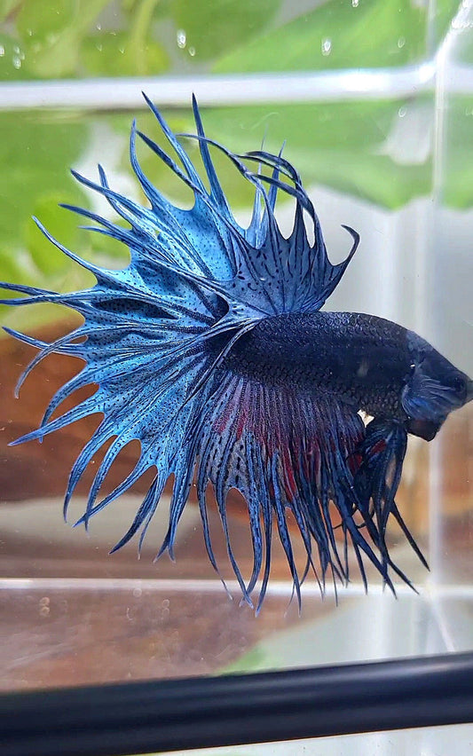 XL KING CROWNTAIL BLUE BETTA FISH