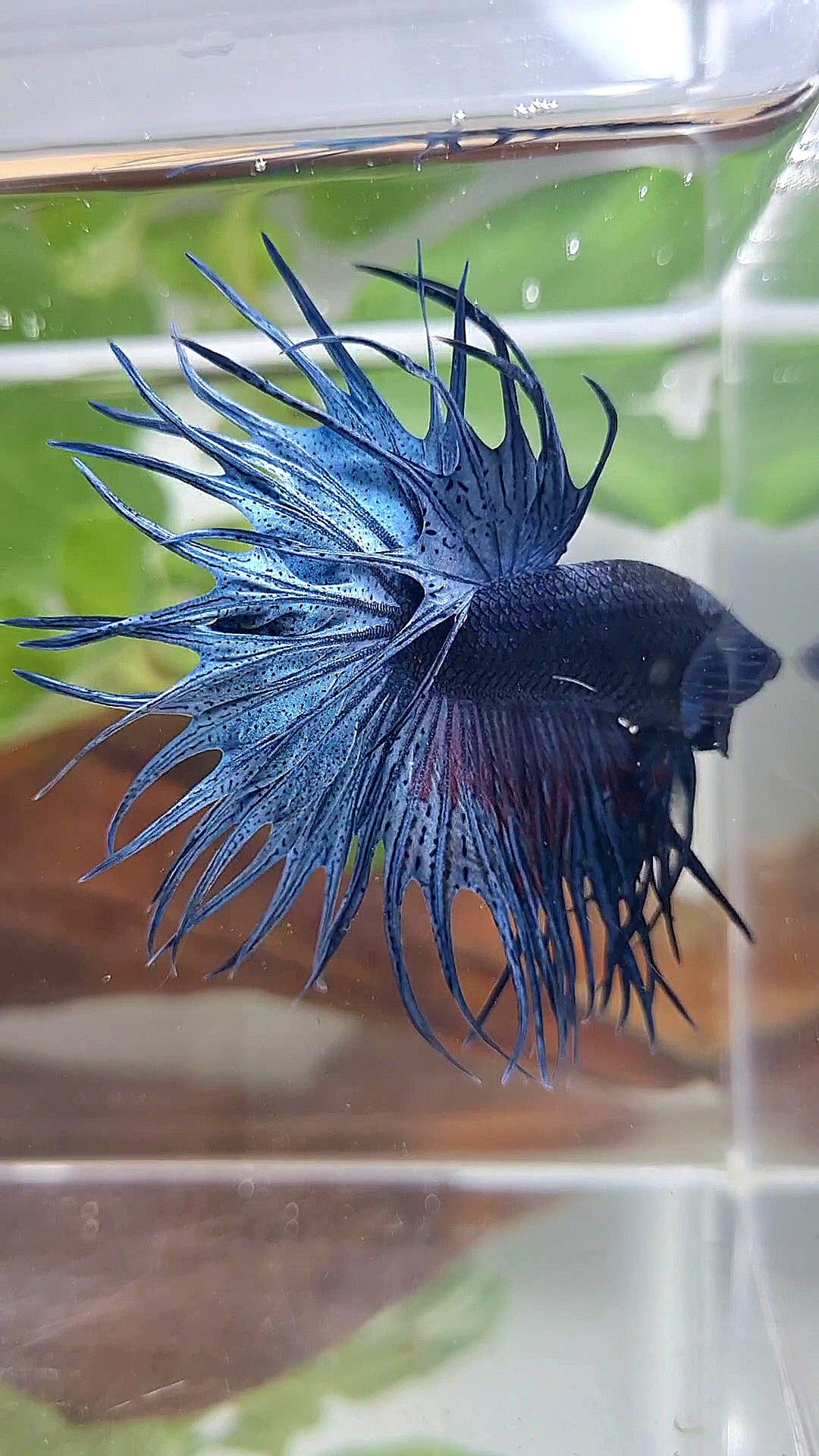 XL KING CROWNTAIL BLUE BETTA FISH