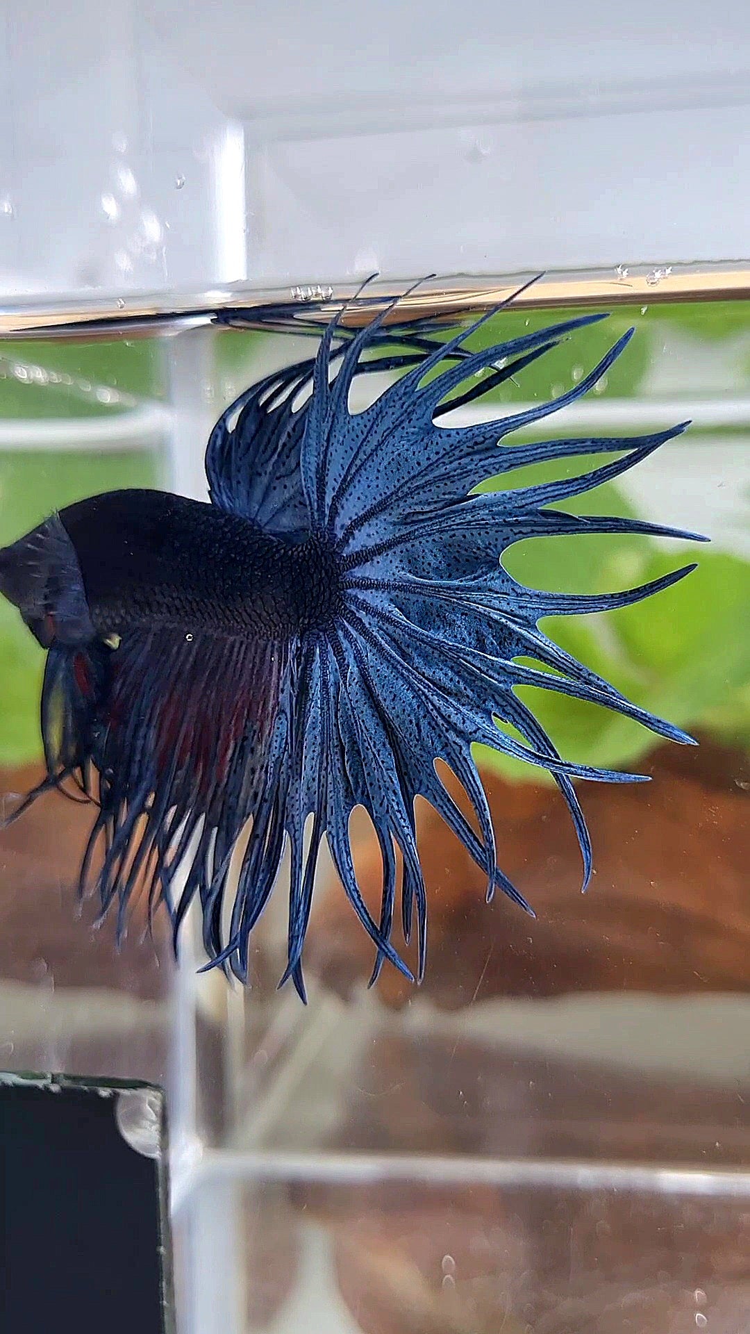 XL KING CROWNTAIL BLUE BETTA FISH