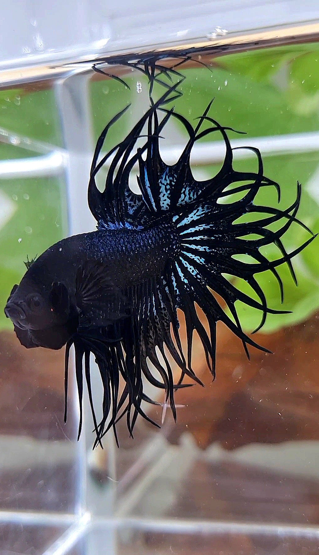 LUXURY XL KING CROWNTAIL BLACK ORCHID BETTA FISH