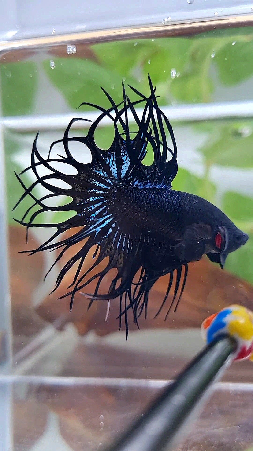 LUXURY XL KING CROWNTAIL BLACK ORCHID BETTA FISH
