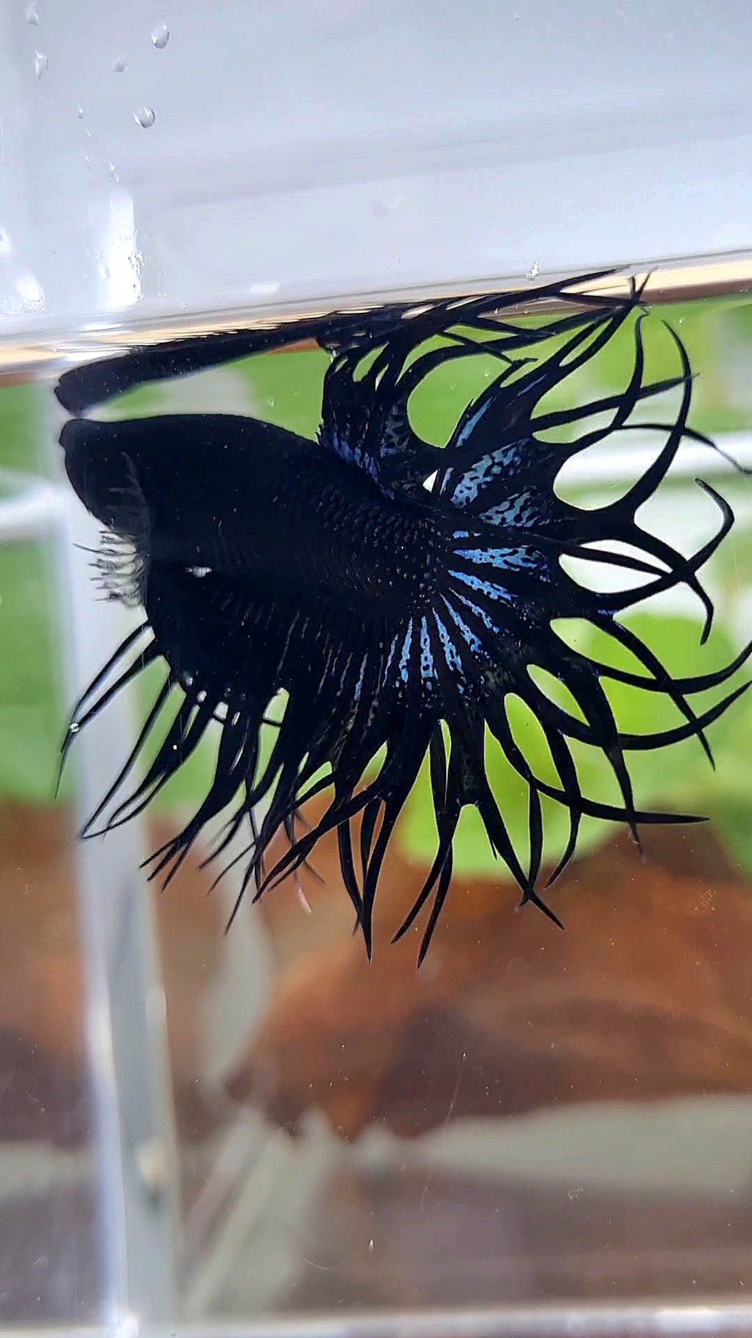 LUXURY XL KING CROWNTAIL BLACK ORCHID BETTA FISH